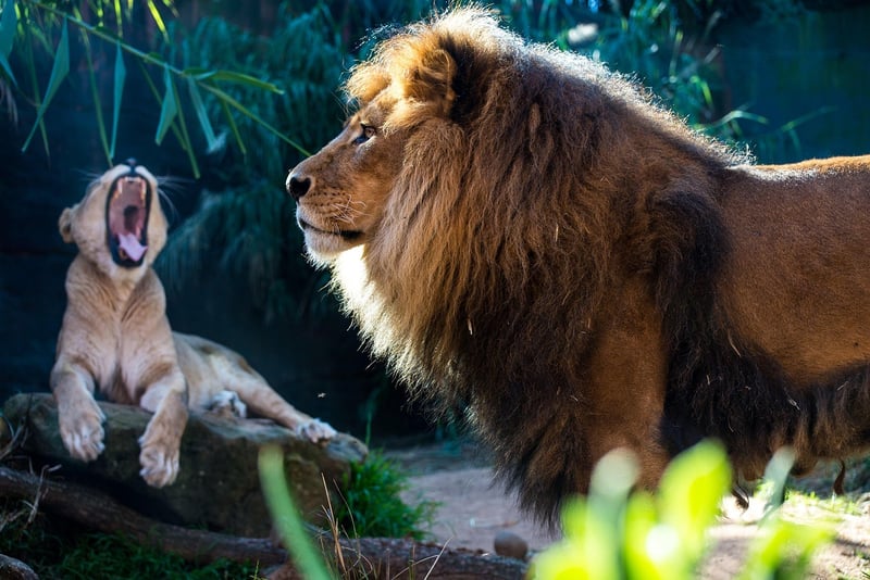 Lion Safari