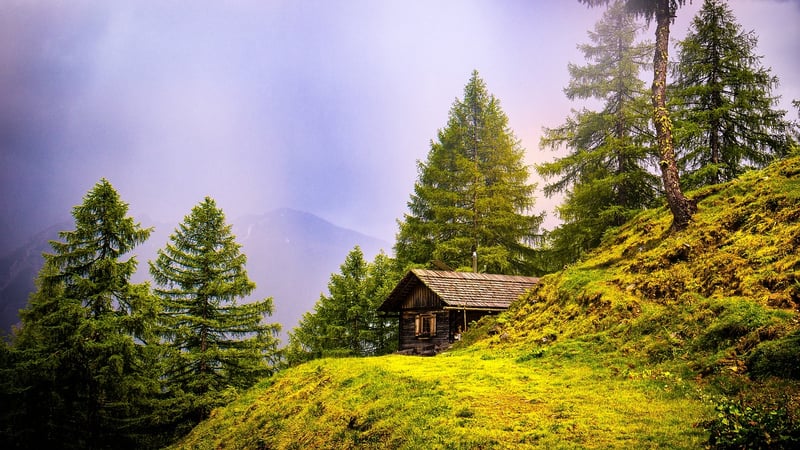 Treehouse in the forest